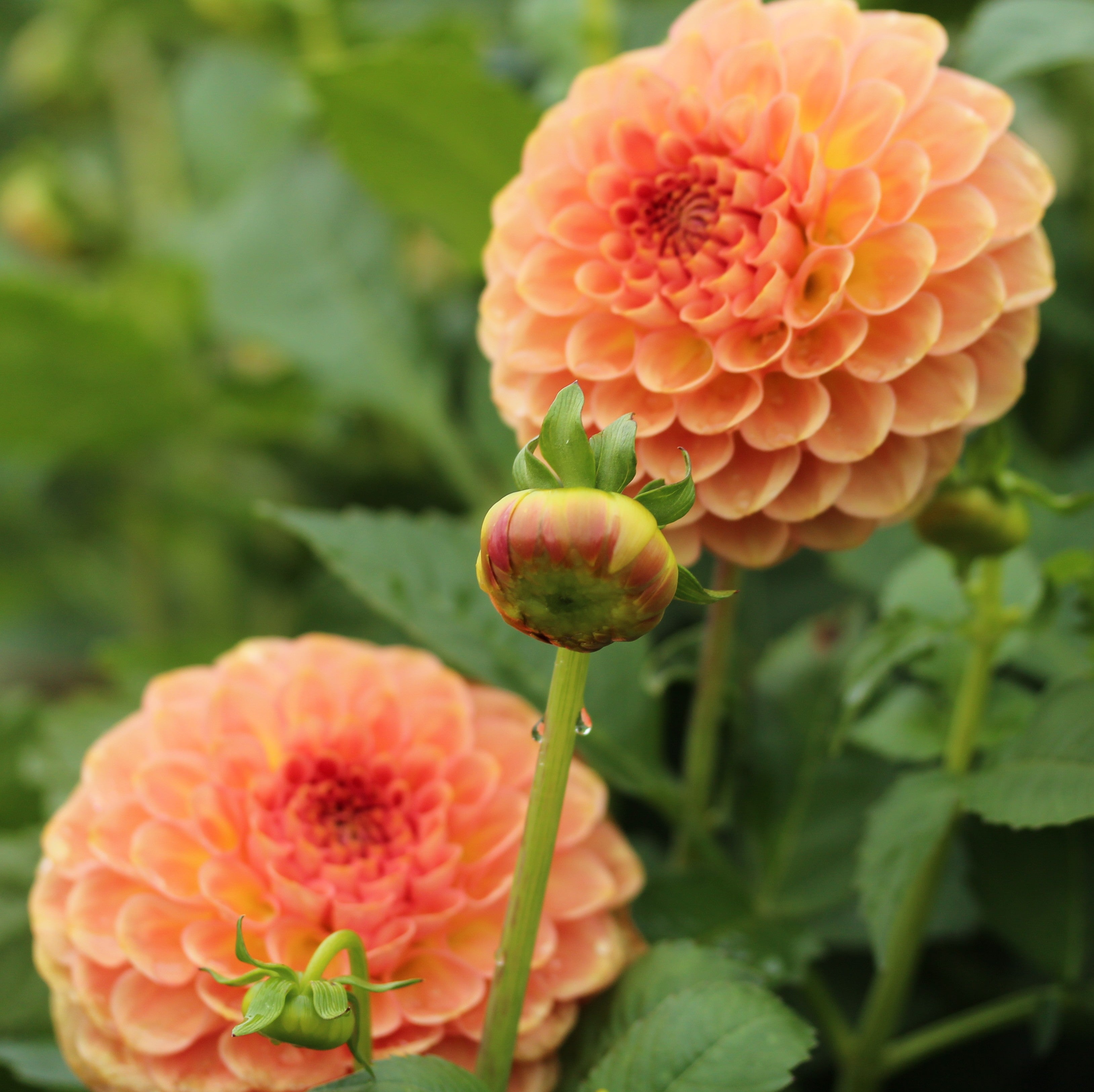 20th Ave Softer Peach – Shelbee Blooms