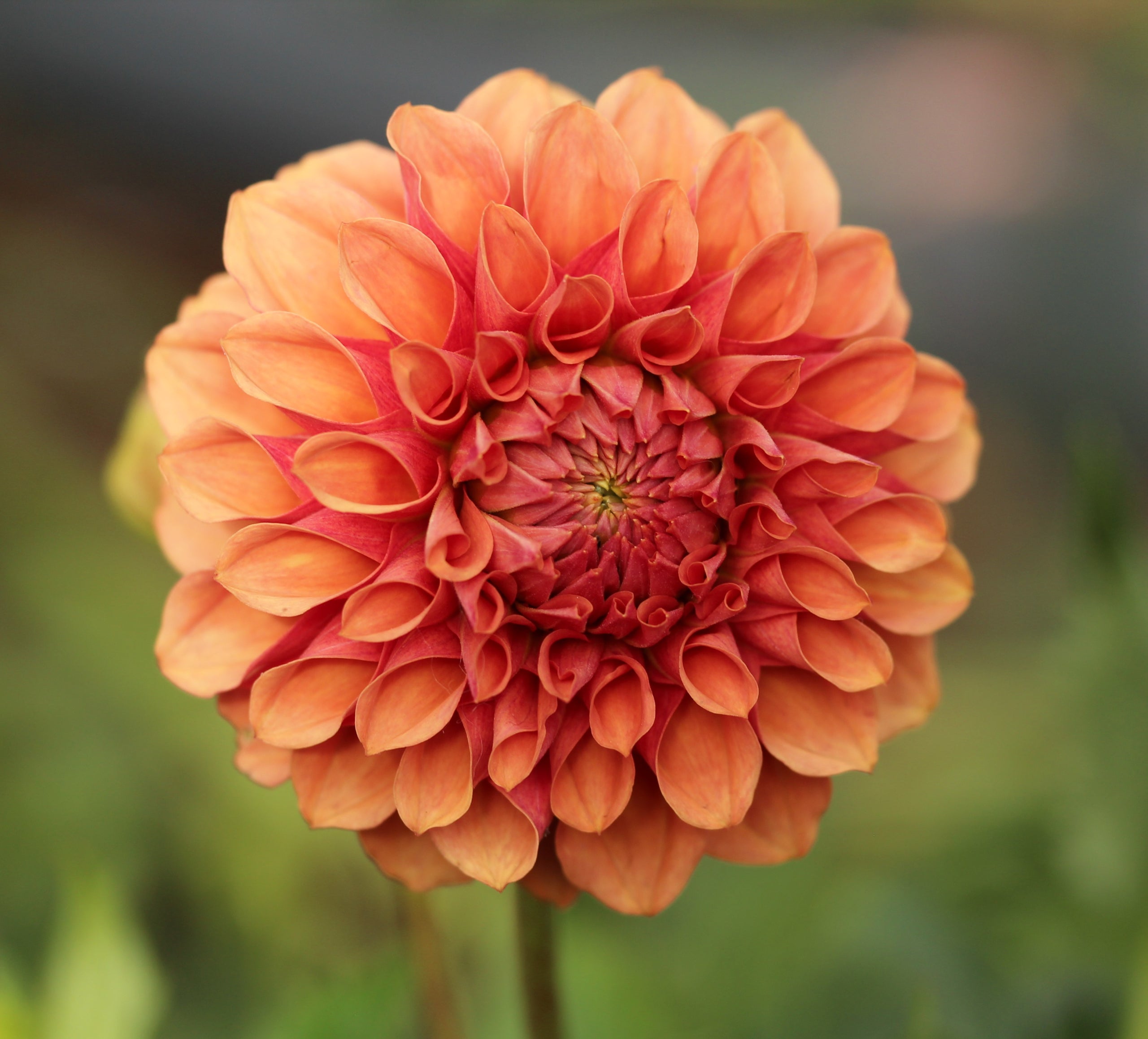Burfoot Desert Rose