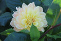 Burfoot Lotus