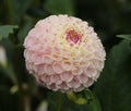 Chimacum Davi