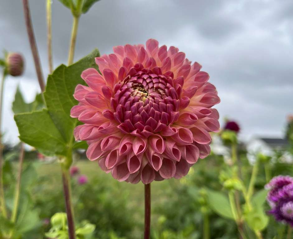 Clearview Peachy