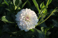 DL’s Chantilly Cream