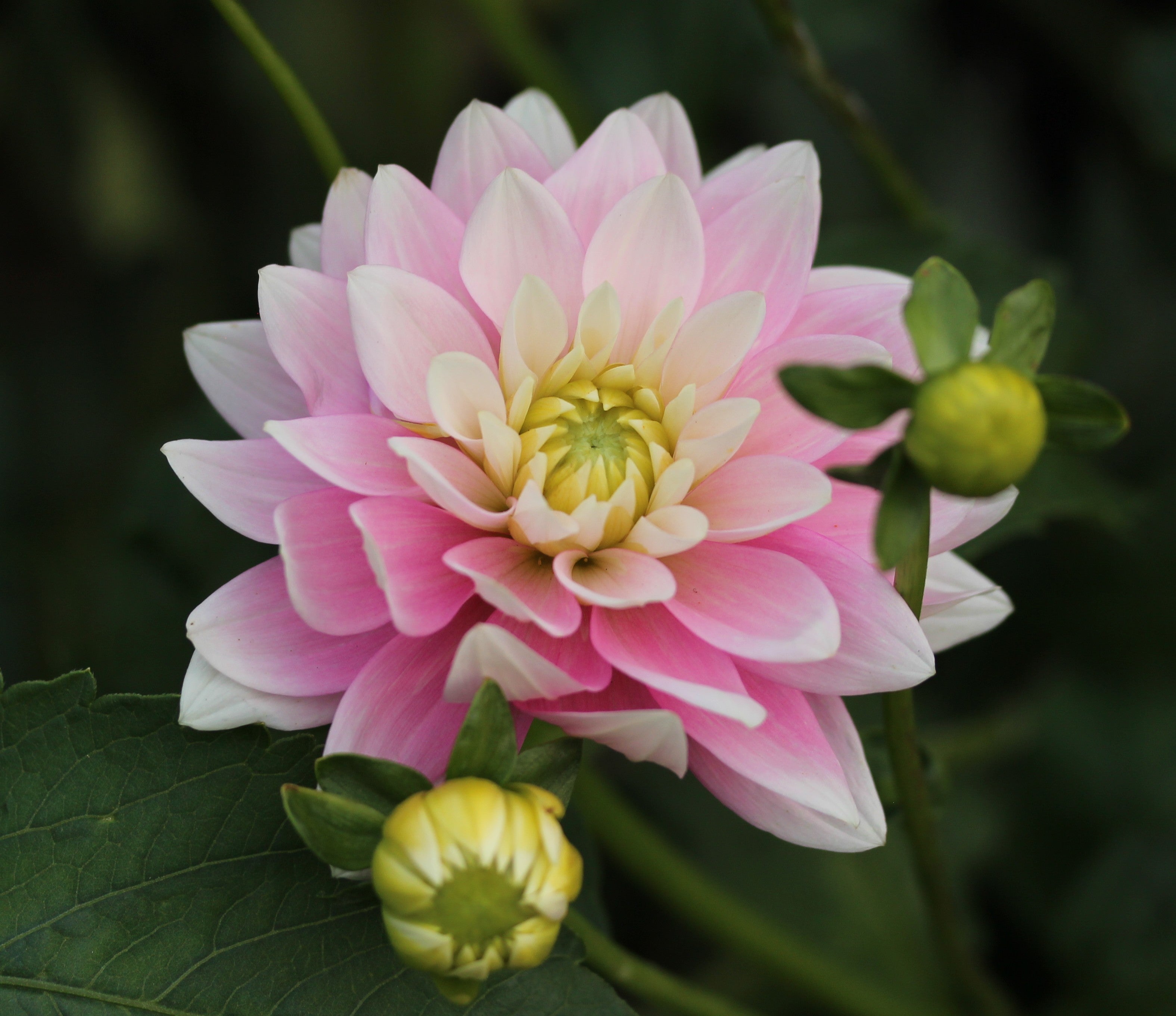 Dapex Pink Delight
