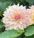 Everbloom Lullaby
