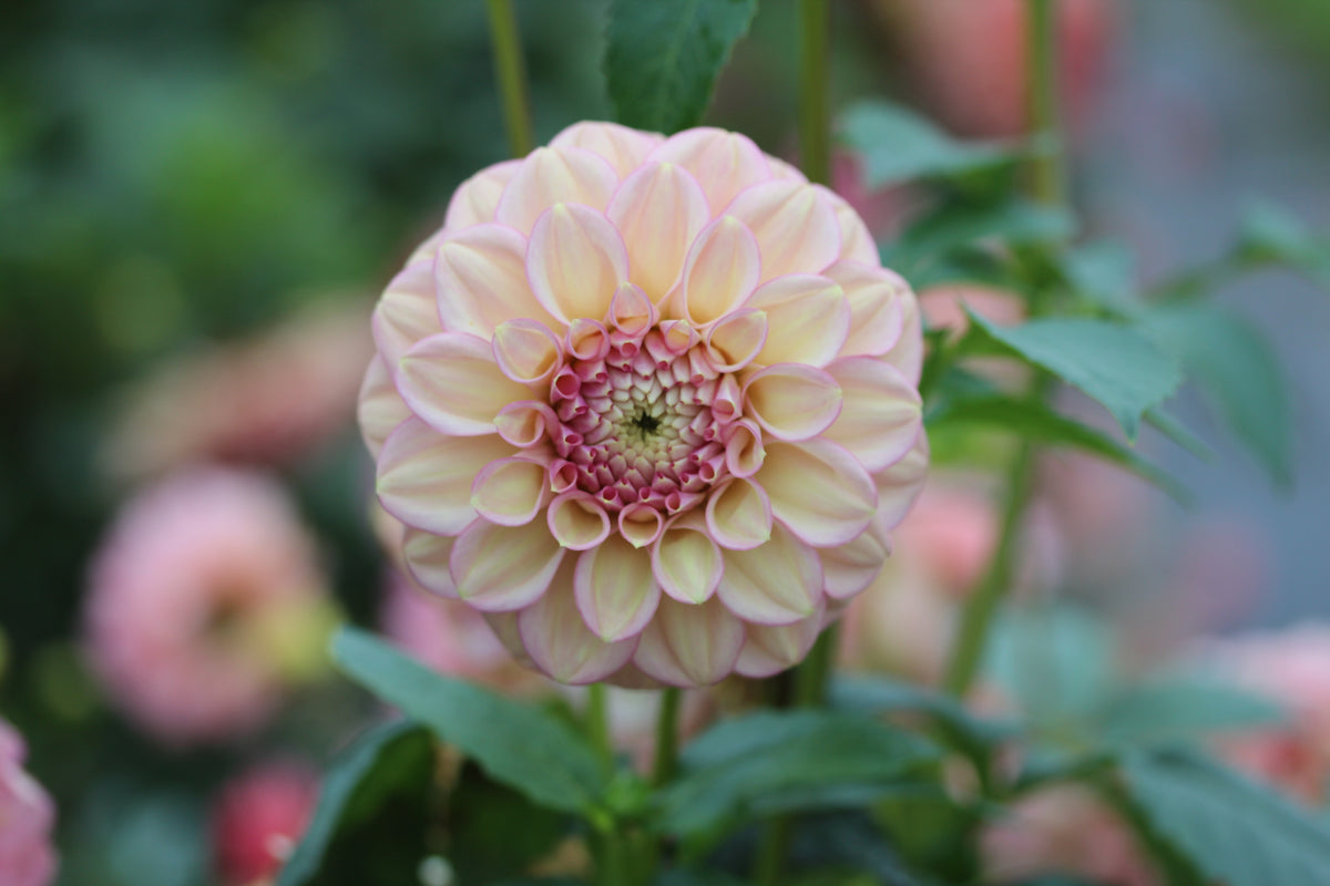 Everbloom Artemis