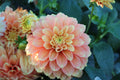 Everbloom Rockmelon