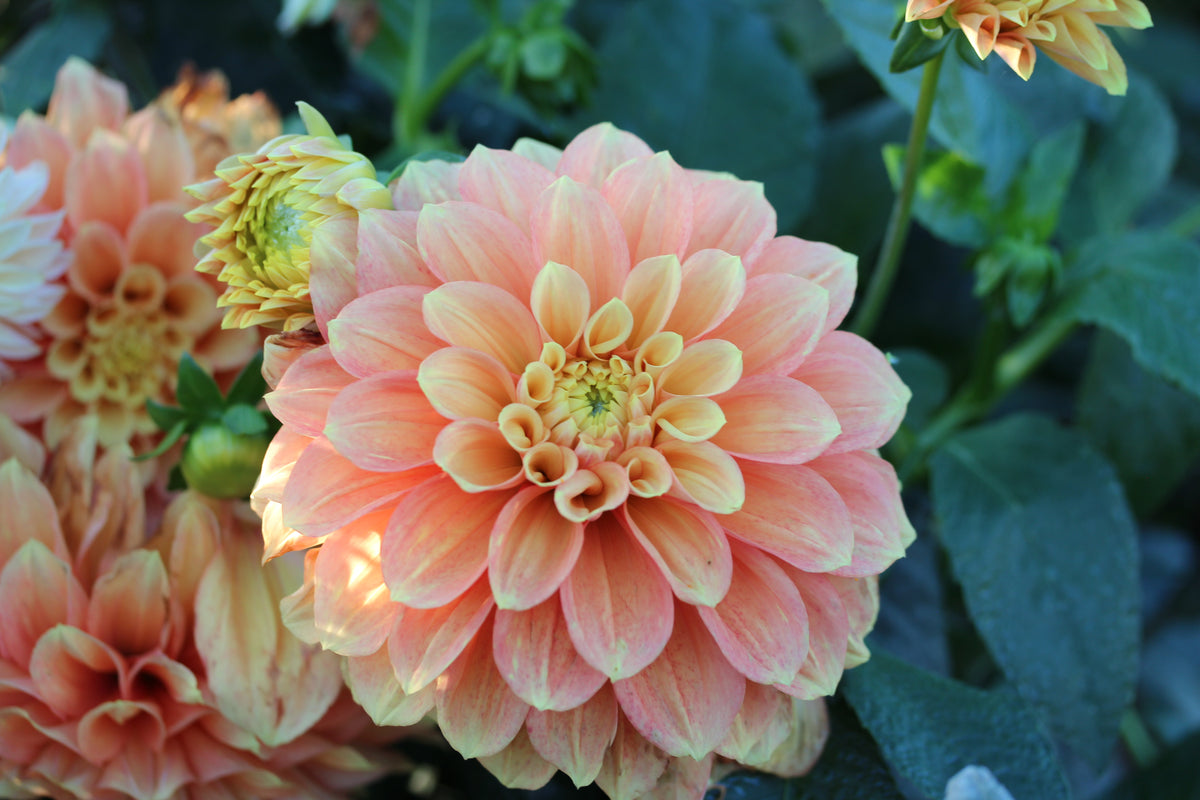 Everbloom Rockmelon