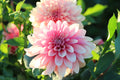 Everbloom Rose