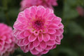 Ferncliff Purity