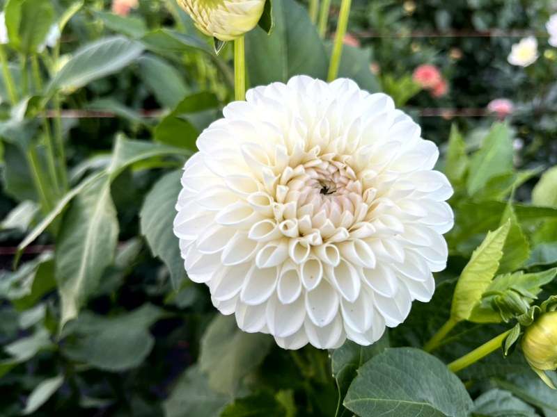 Ferncliff Pearl