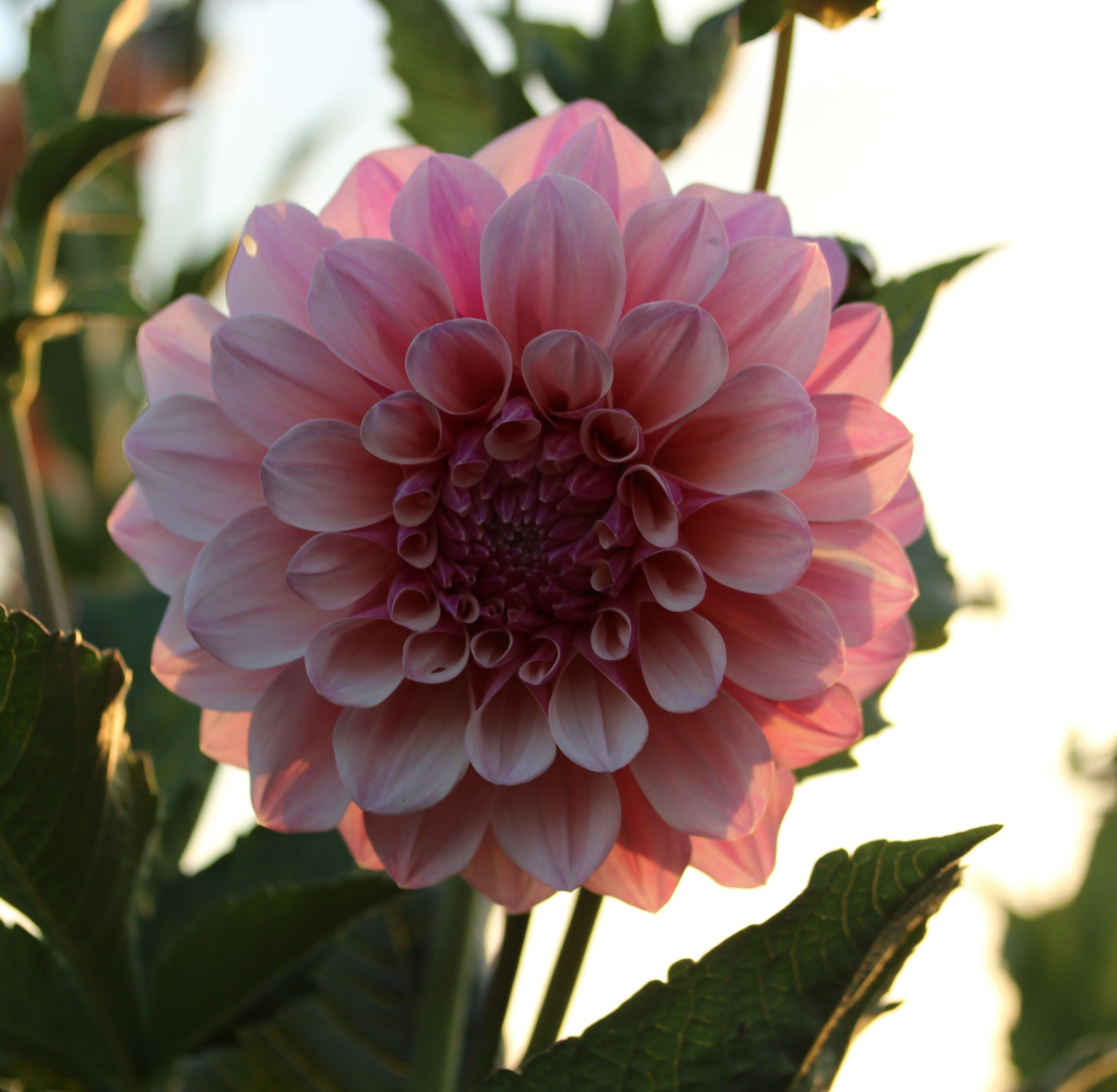 Floralie Antique