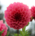 Floralie Guava