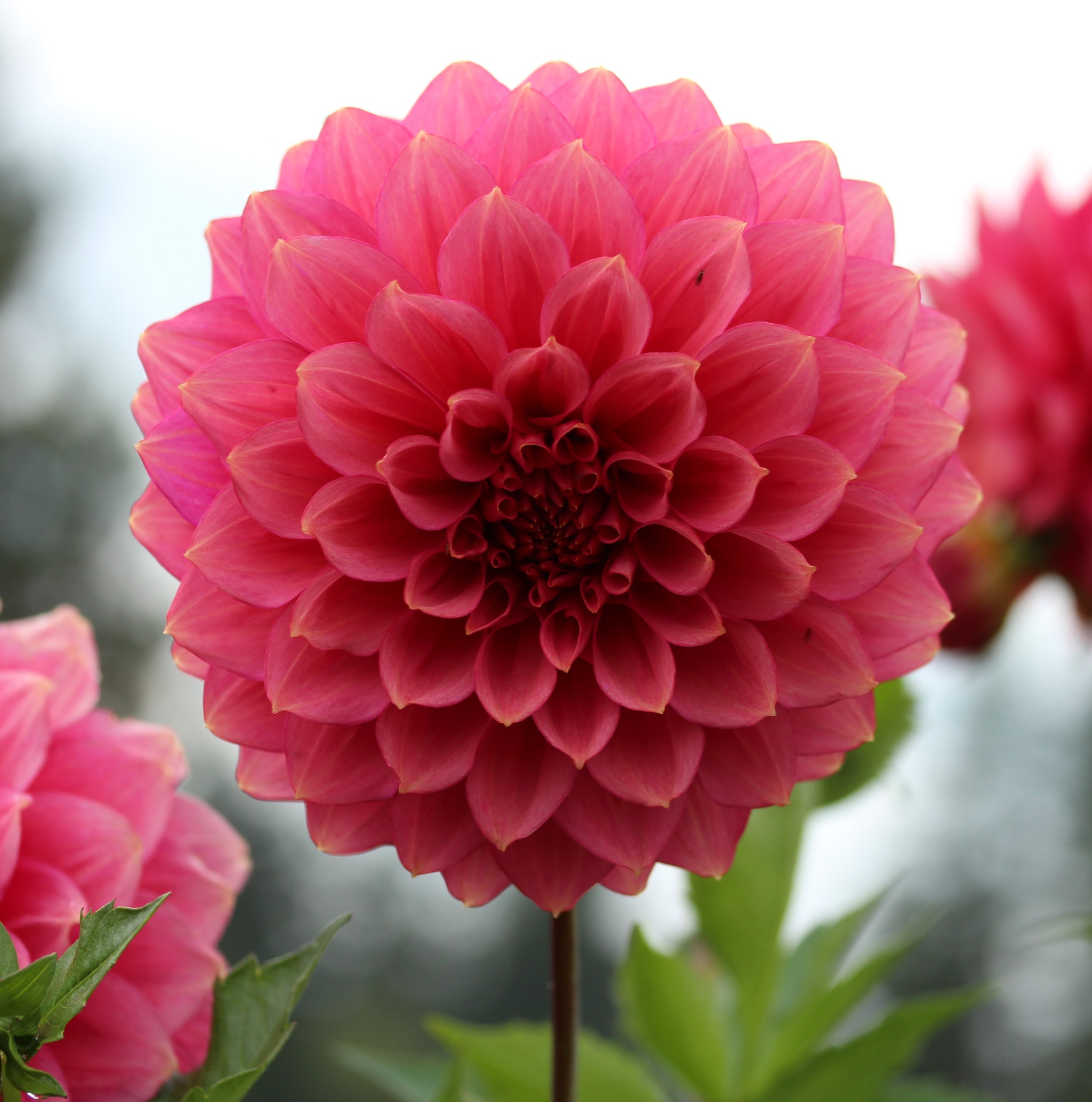 Floralie Guava