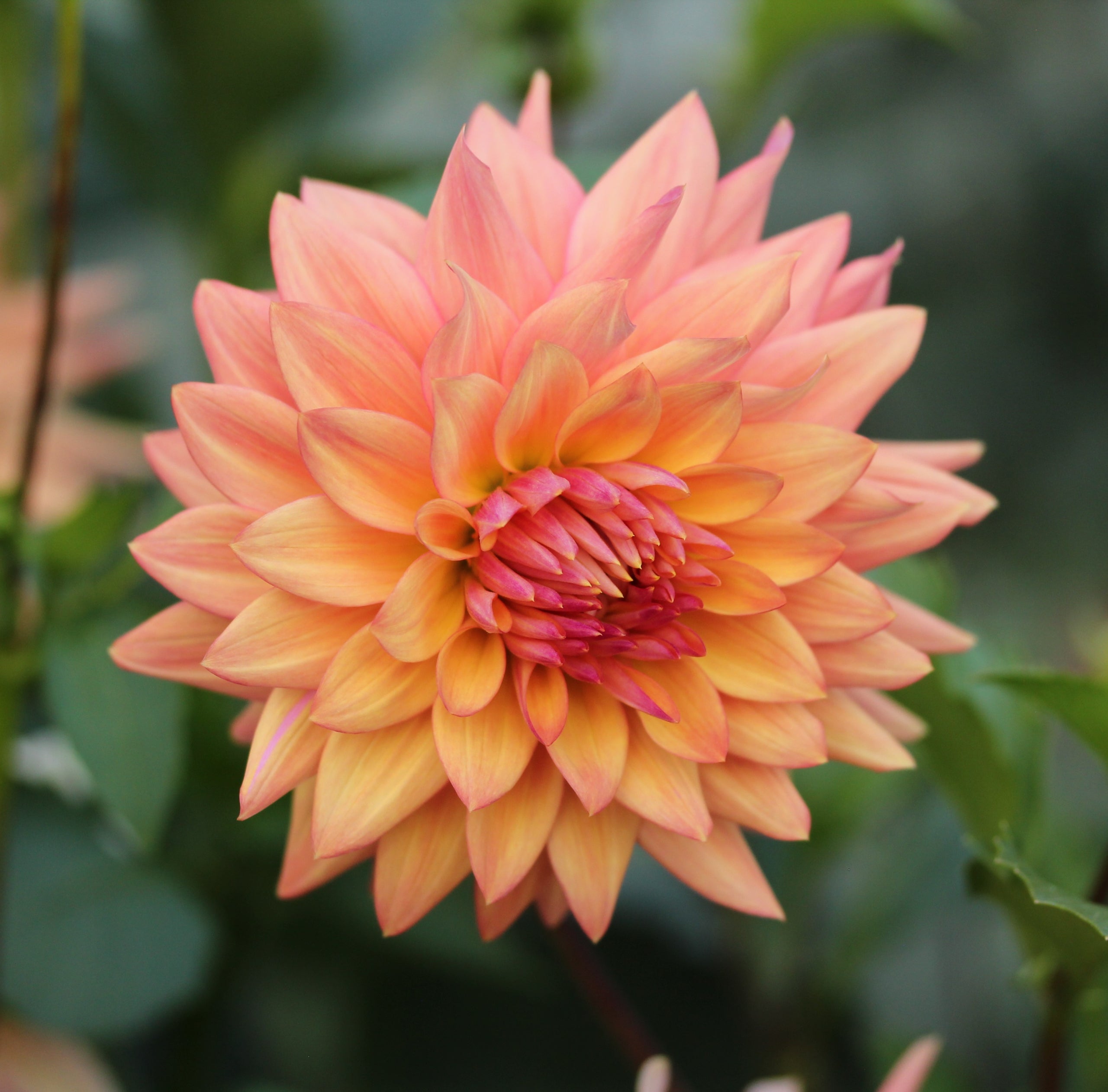 Floralie Seastar
