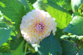 Florelie Harmony