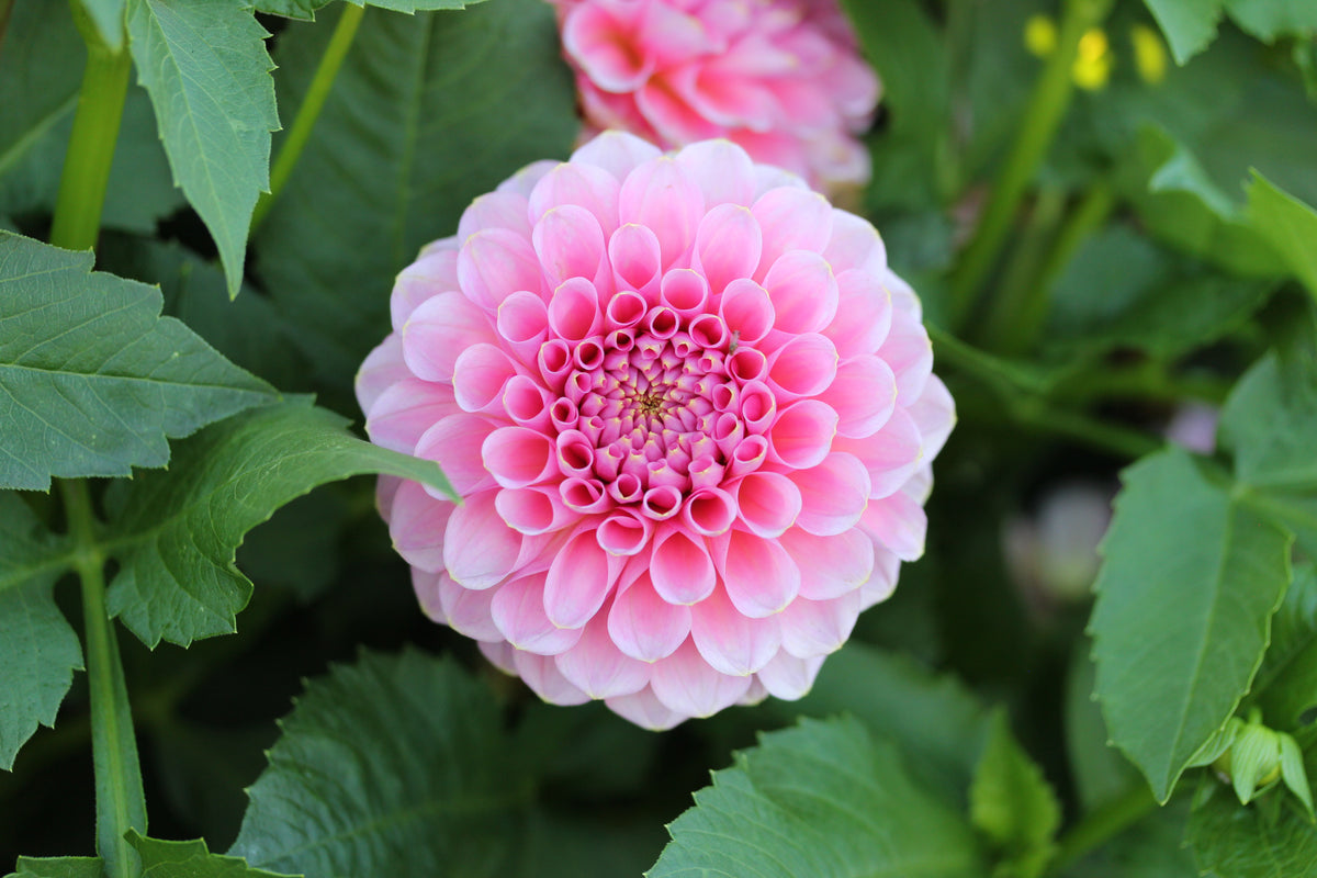Florelie Lizzy Lou