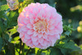 Florelie Pirouette
