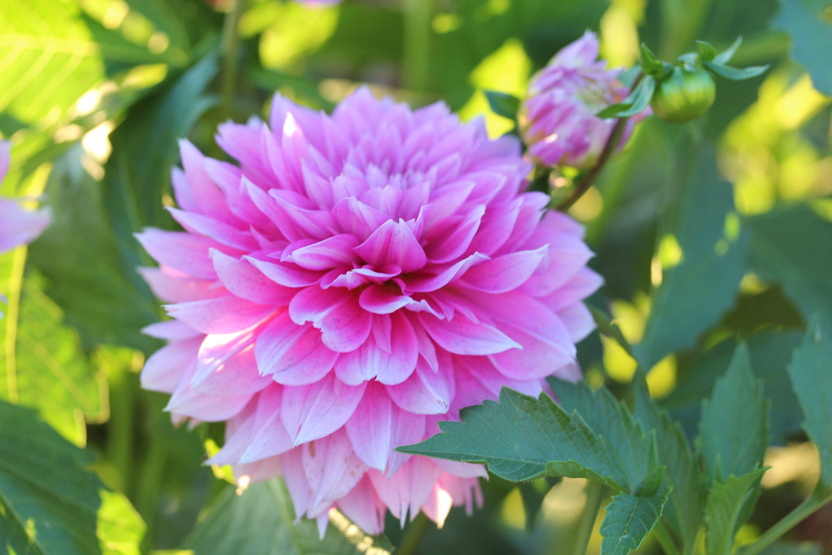 Florelie Tutu