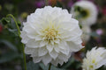 Florelie Whipped Cream
