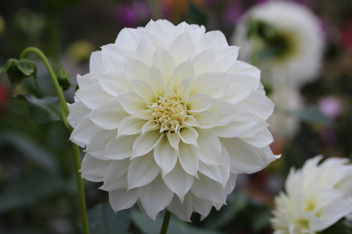 Florelie Whipped Cream