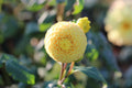 Glenbank Honeycomb