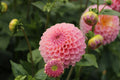 Hamari Rose