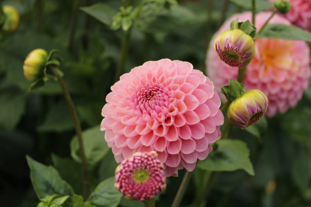 Hamari Rose