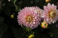 Hapet Rose Dream