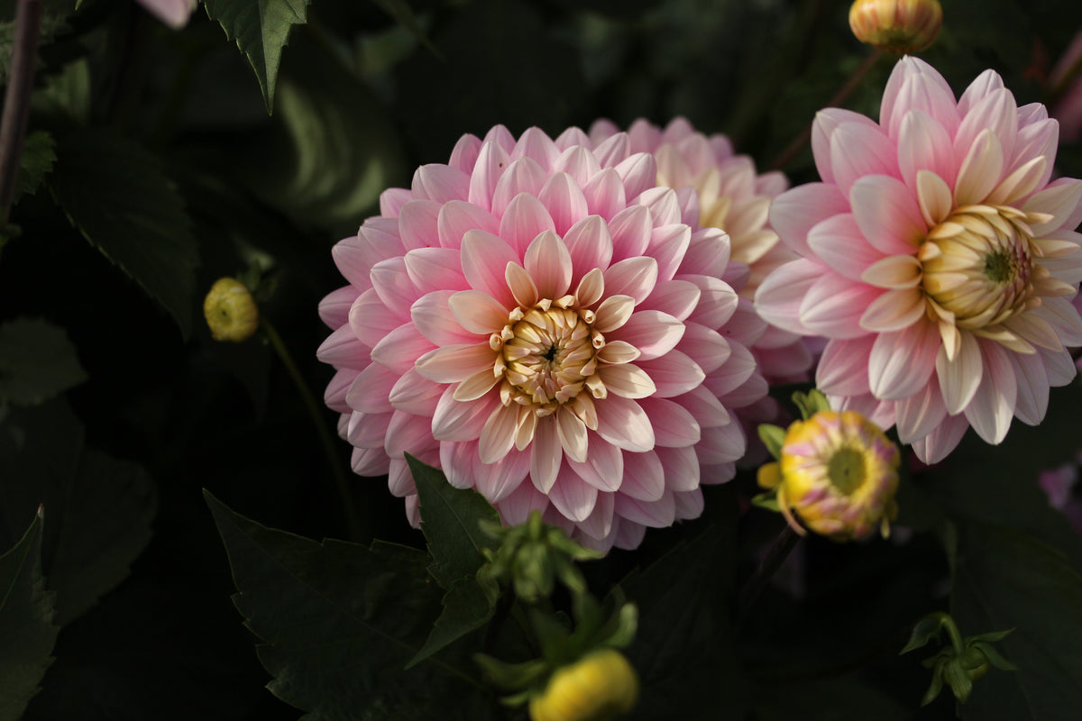 Hapet Rose Dream