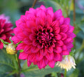 Hello Dahlia