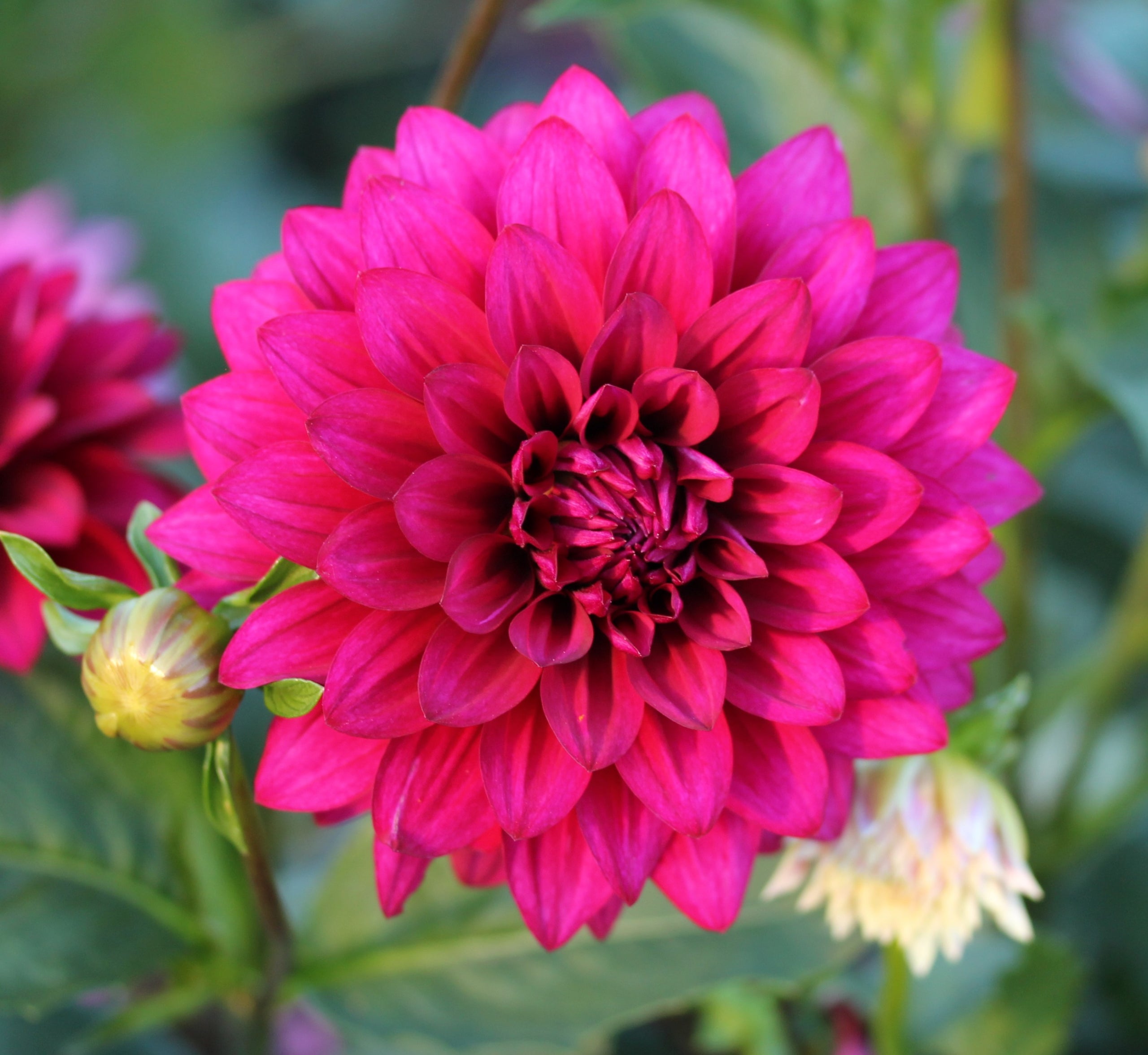 Hello Dahlia