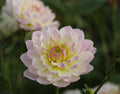Hollyhill Lilibet