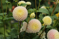 Hollyhill Pollyanna