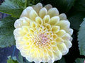 Honeydew
