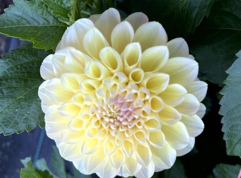 Honeydew
