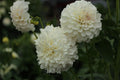 Irish Ruffles