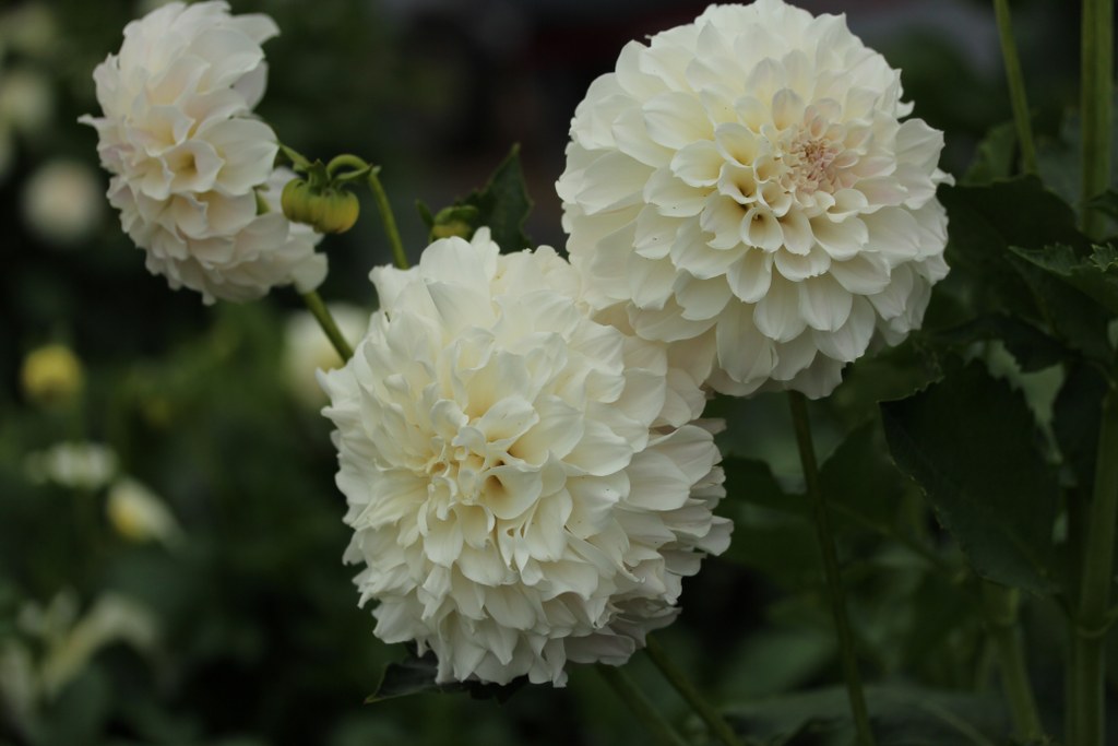 Irish Ruffles