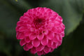 JS Dorothy Rose