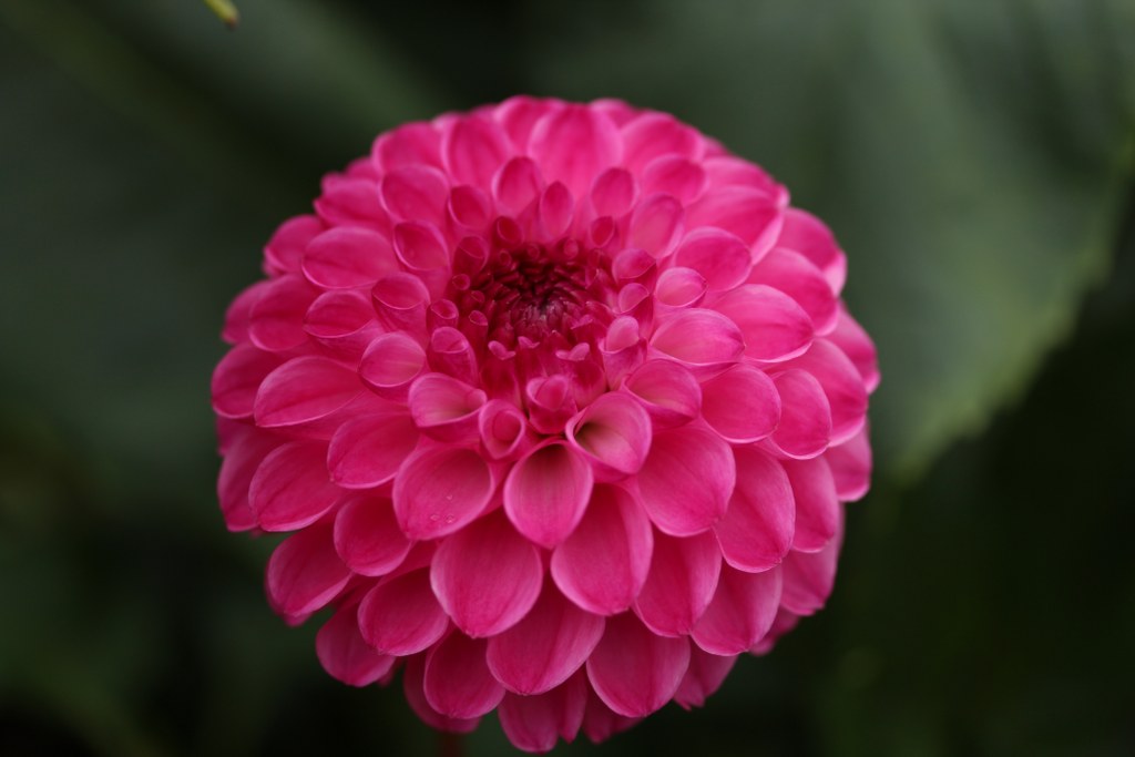 JS Dorothy Rose