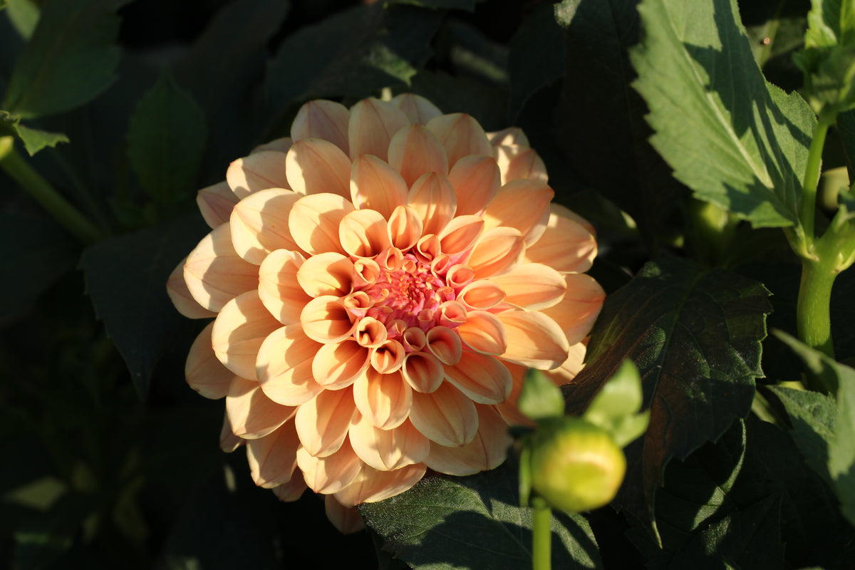 KA's® Rhubarb