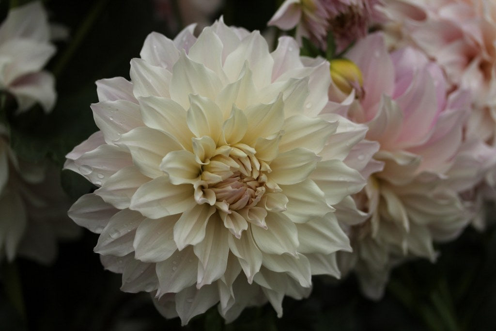 KA's® Chiffon