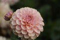 KA's® Cinder Rose