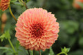KA's® Coral Sea