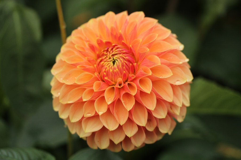 KA's® Desert Rose