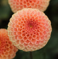 KA's® Honeycomb