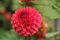 KA's® Keltie Cherry