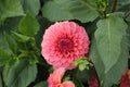 KA's® Keltie Rose