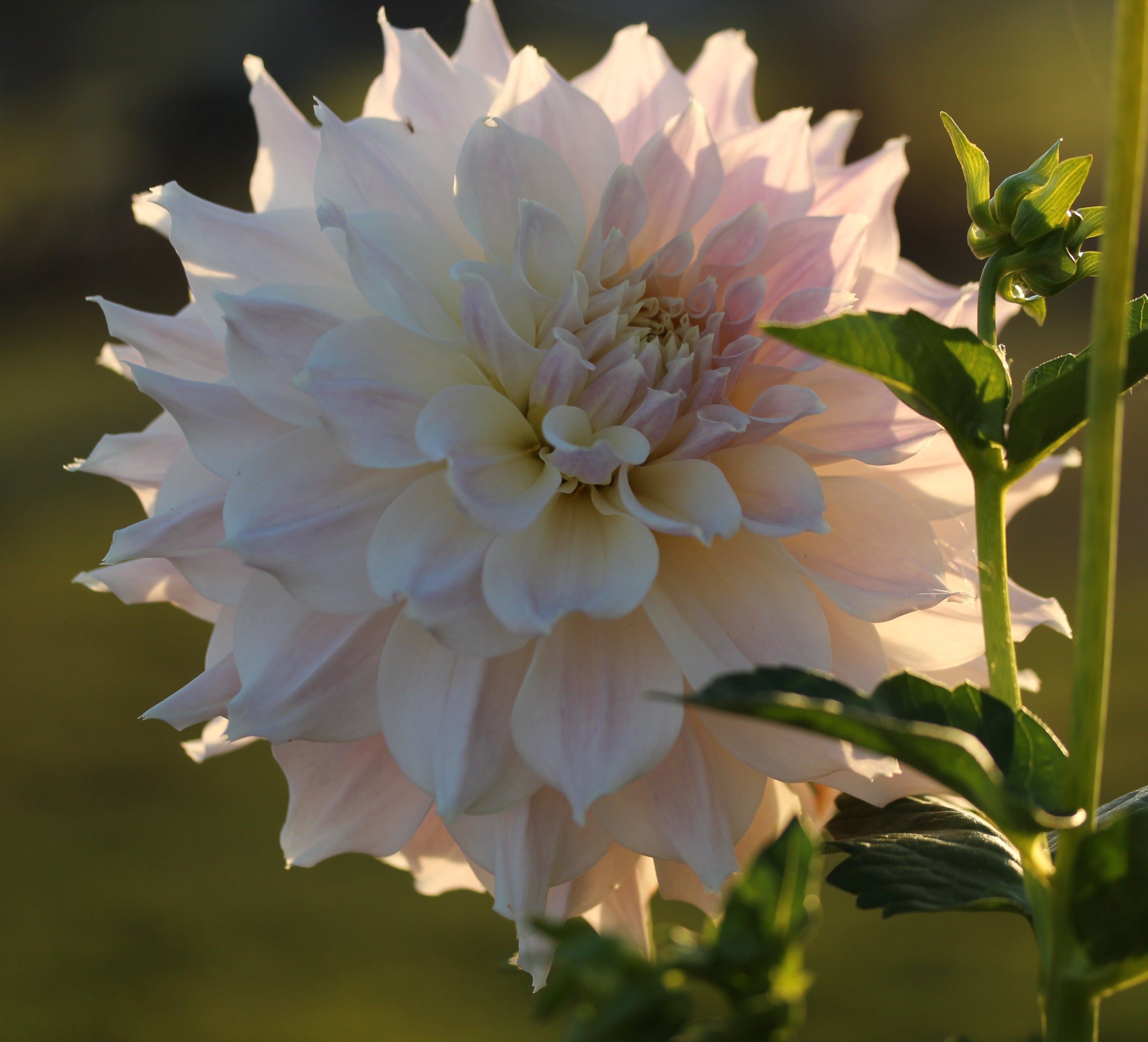 KA's® Lavender Blush