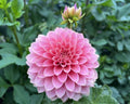 KA's® Boho Peach