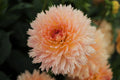 Lakeview Peach Fuzz
